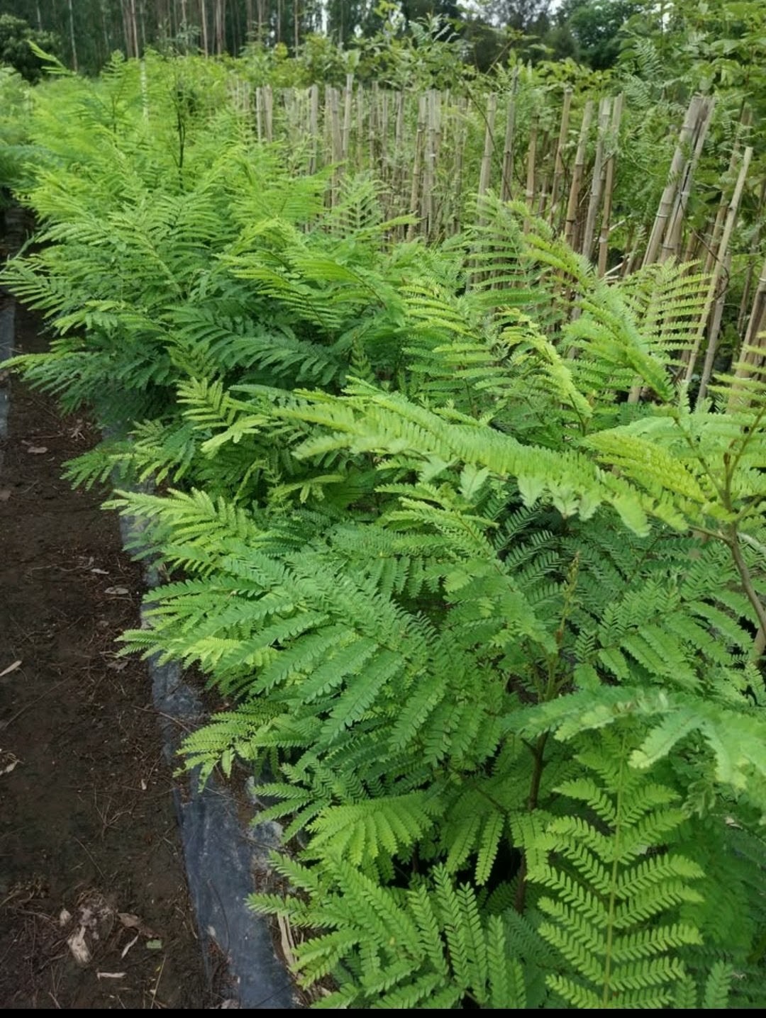 Ejemplares de hoja fina y tutores de caña en el predio del vivero