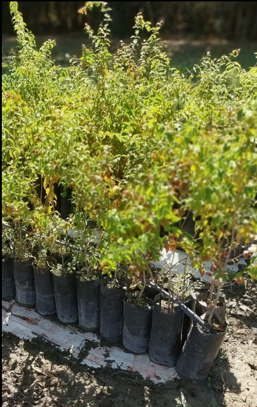 Plantas en bolsa negra alineadas sobre el riego por goteo