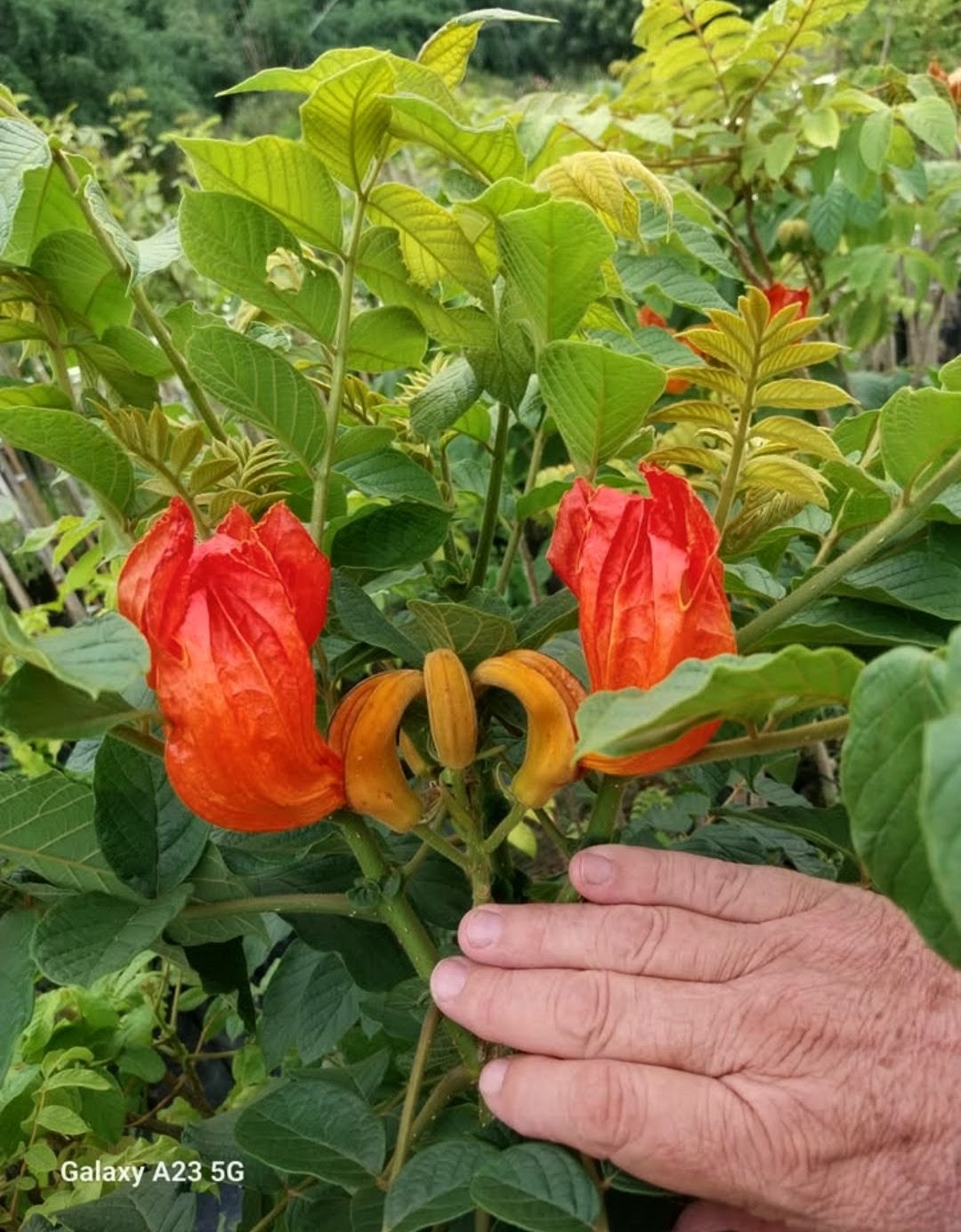 Flor naranja del tulipanero africano en el vivero, con una mano al lado para dar escala