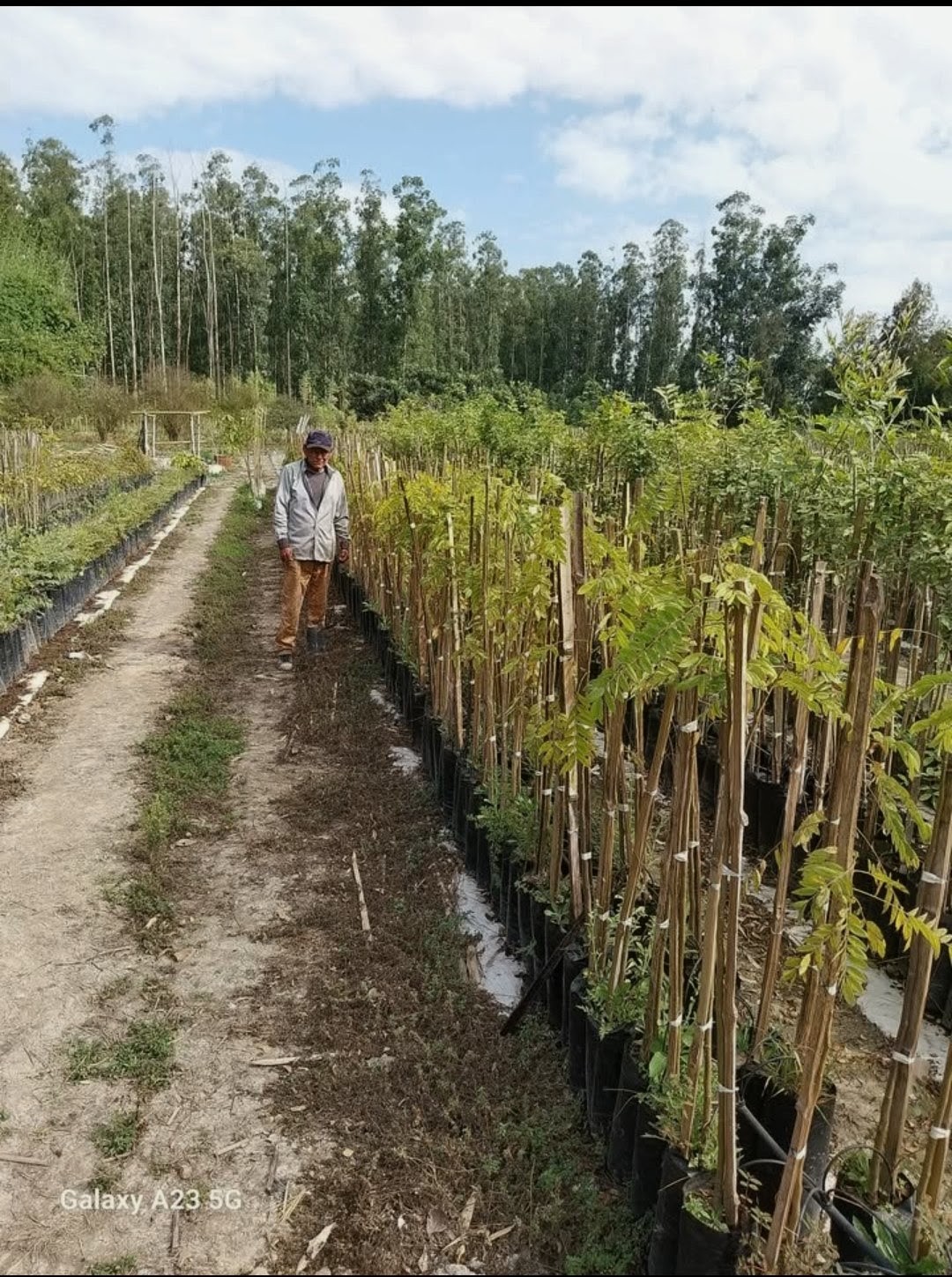 Camino del vivero con un trabajador al lado de las hileras de plantas