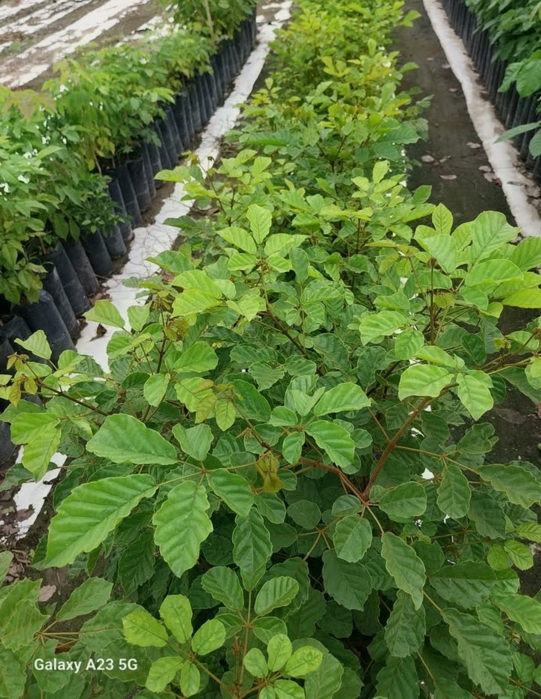 Hileras de plantas en el predio del vivero