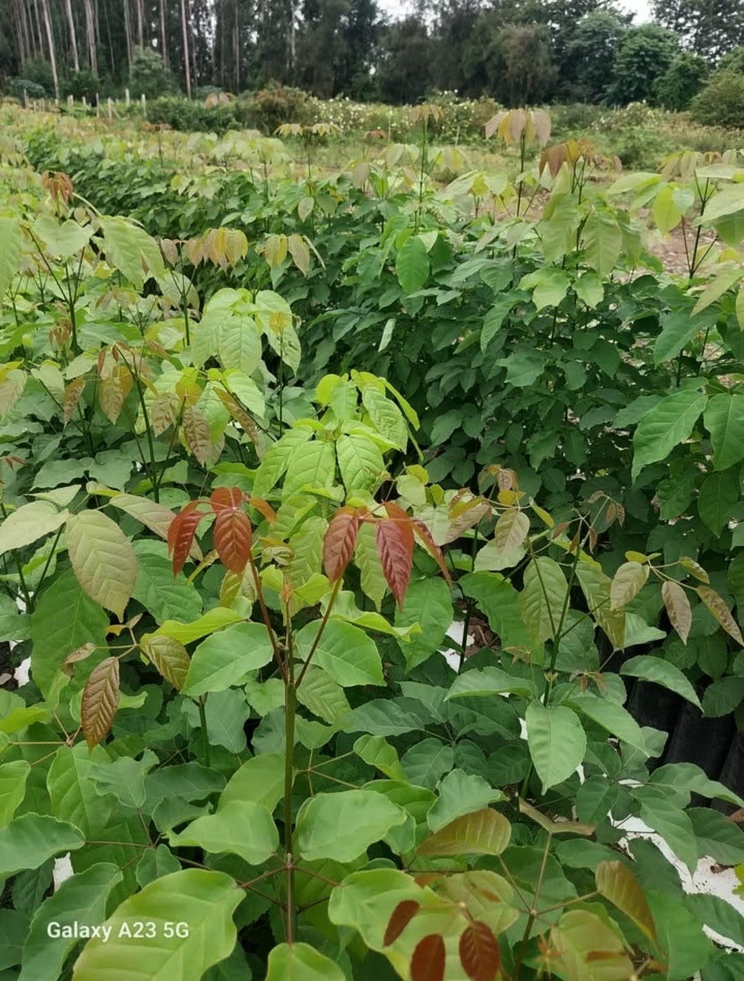 Brotes nuevos de hojas rojizas en plantas jóvenes