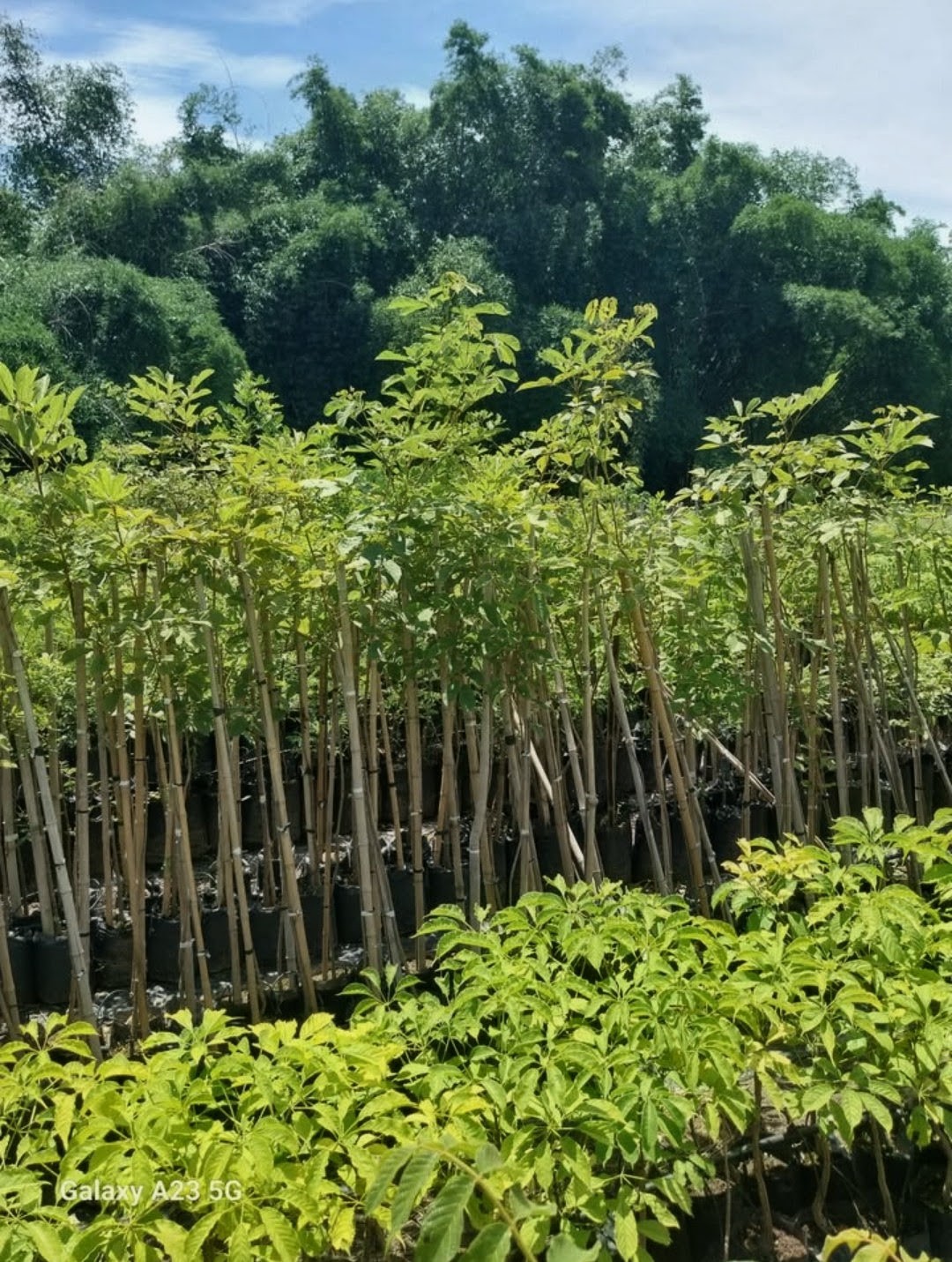 Plantas tutoradas con caña, ya de buena altura