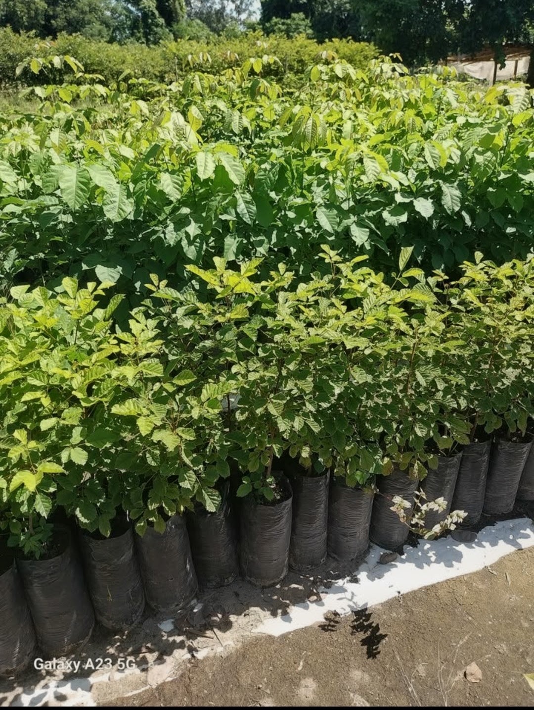 Hilera de plantines frutales en bolsa negra, listos para salir del vivero